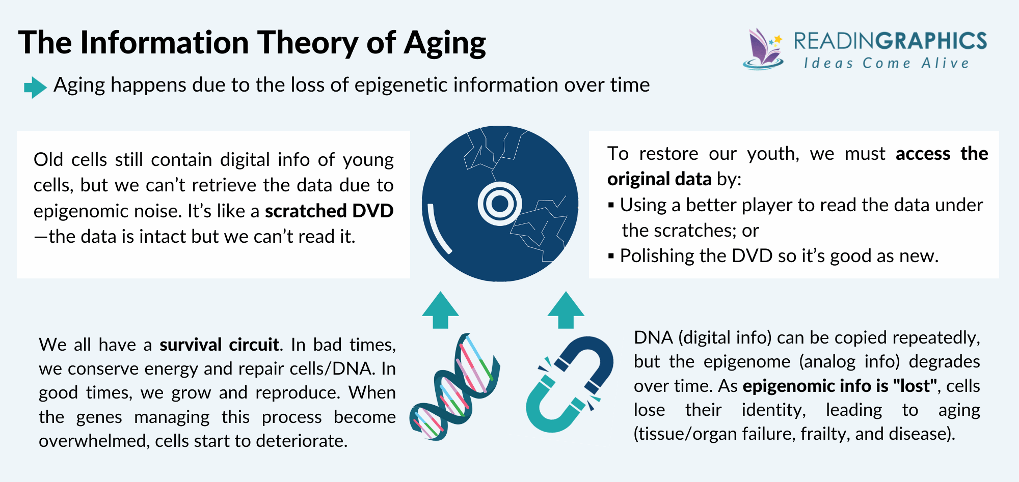 Lifespan summary - The Information Theory of Aging