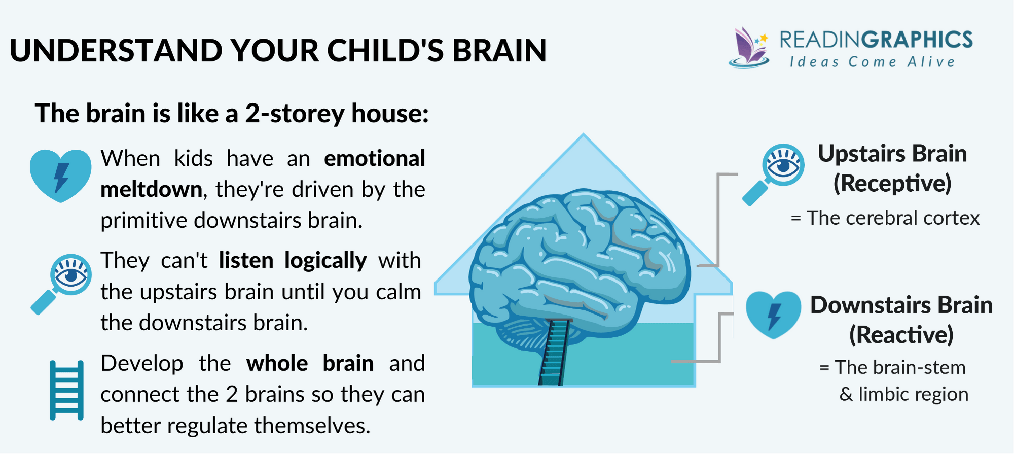 No-Drama Discipline summary - The child's brain