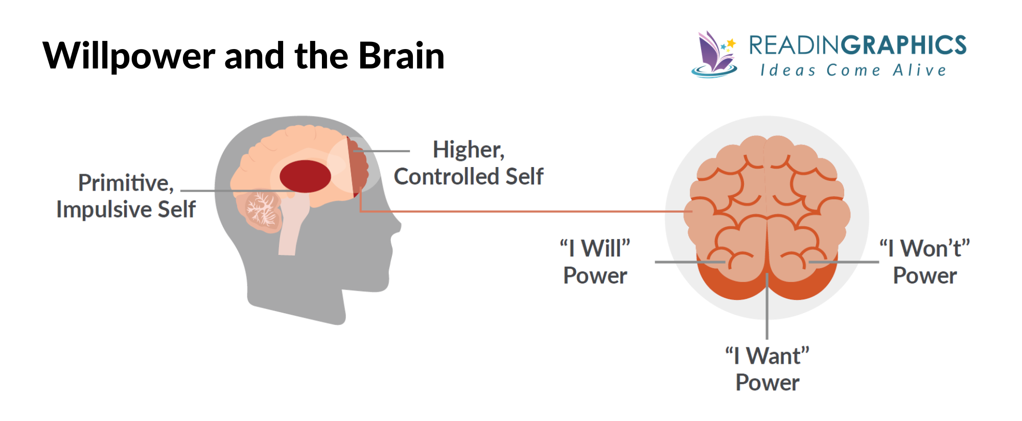 The Willpower Instinct summary - willpower and the brain