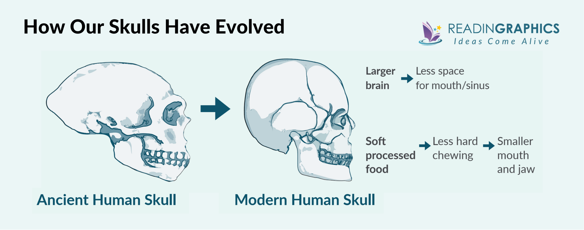 Breath summary - overview of evolutionary changes