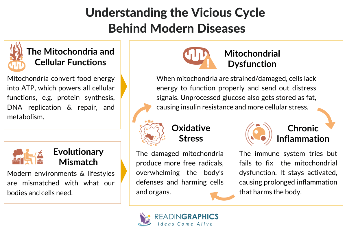 Good Energy summary - The link between cellular function, evolutionary mismatch, and the vicious cycle of Mitochondial disfunction, chronic inflammation, and oxidative stress. 