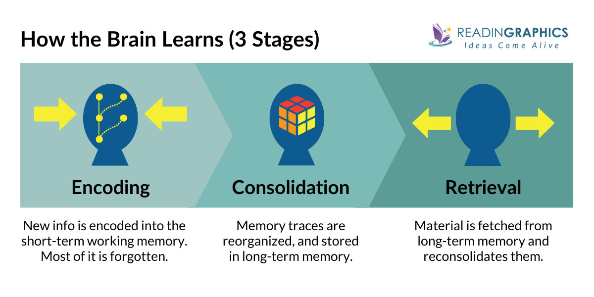 How the Brain Learns in 3 Stages - from Make It Stick